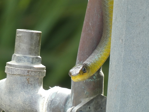 Common Tree Snake sighting