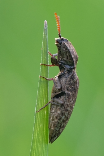 Kanapėtasis spragšis nuotrauka