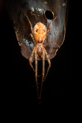 Tetragnatha perkinsi