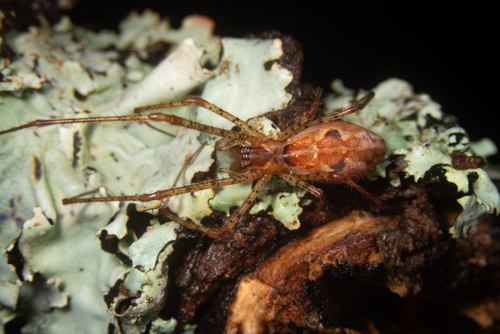 Tetragnatha perkinsi
