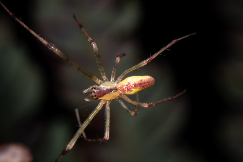 Tetragnatha anuenue