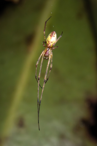 Tetragnatha anuenue