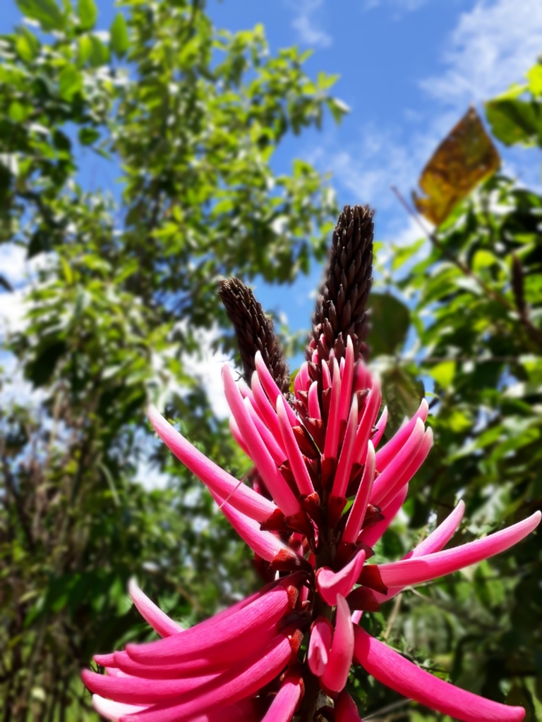 Erythrina amazonica (Amazon Coral Tree)