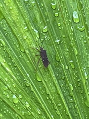 Leptoscelis quadrisignatus image