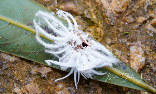 breadfruit mealybug