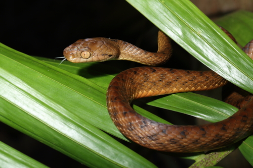 Brown Tree Snake sighting