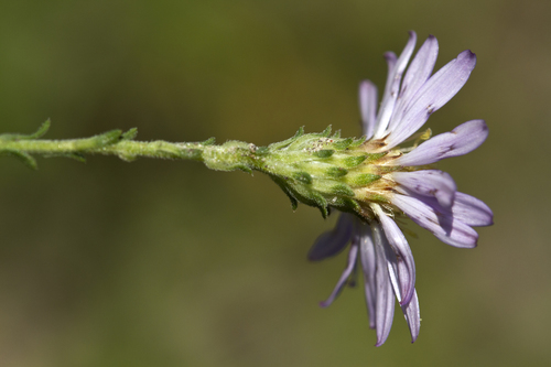 Symphyotrichum patens var. patens