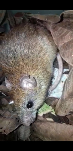 Langguth's Rice Rat (Cerradomys langguthi) — Data Deficient Mammalia