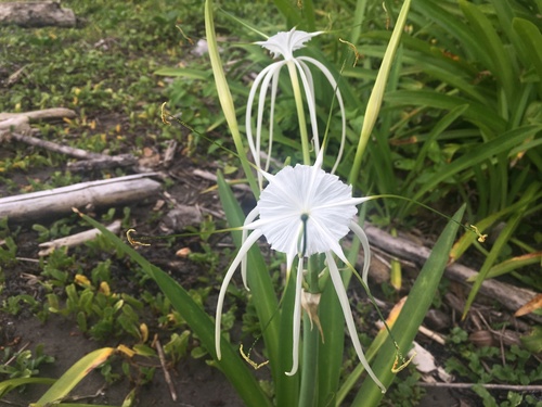 Beach Spider Lily