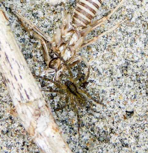 pirate wolf spiders