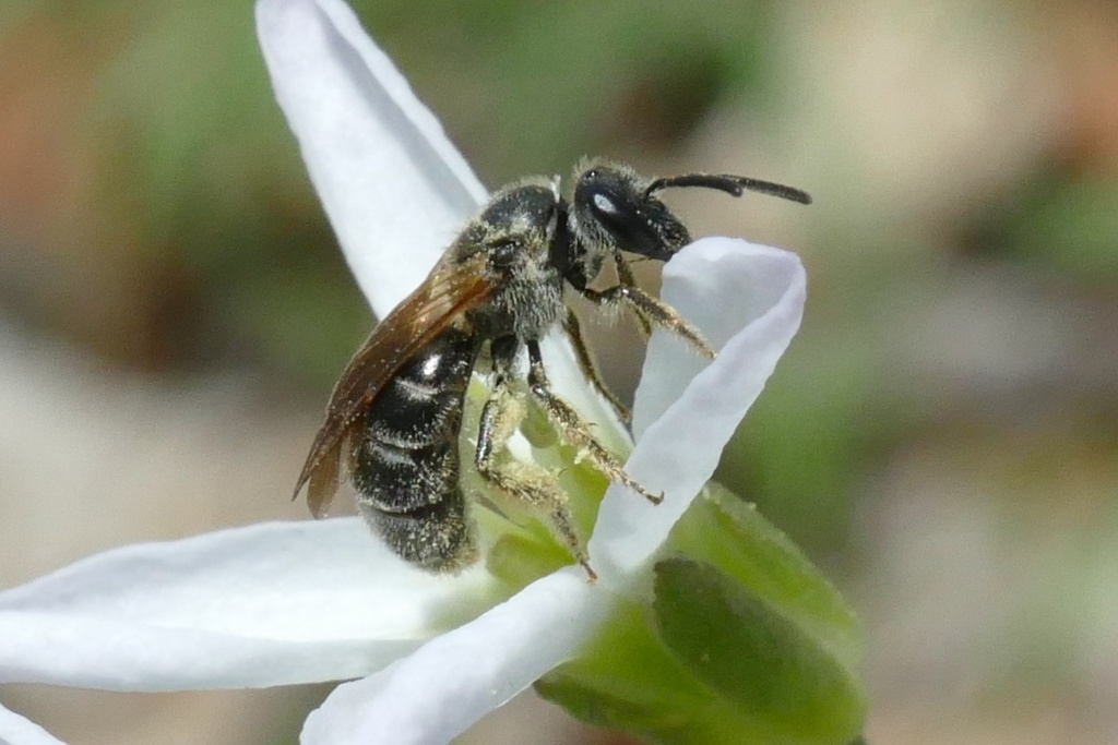 Quebec Sweat Bee From Rush Oak Openings On April 25 2019 At 01 03 PM   Large 