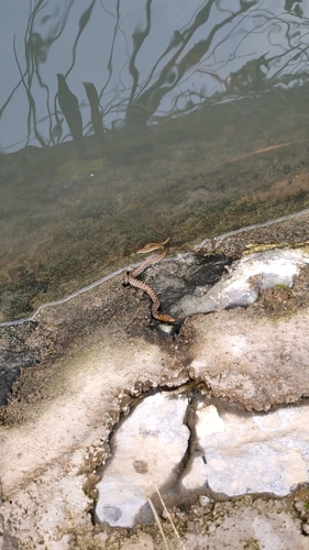 Buff Striped Keelback