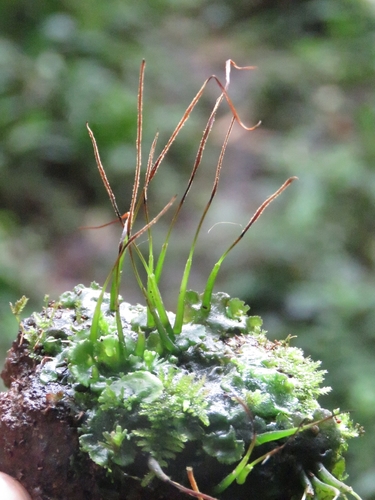 Nothoceros vincentianus