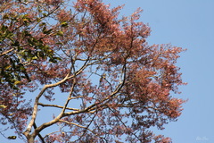 Couratari guianensis image