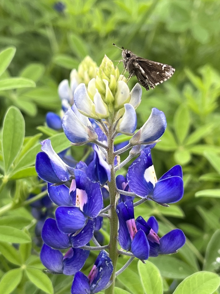 Nysa Roadside-Skipper from Bushnell Ave, San Antonio, TX, US on March ...