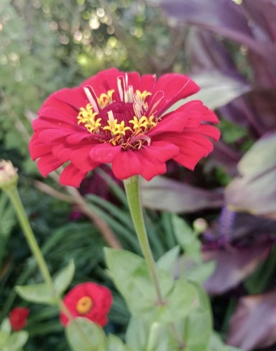 Elegant Zinnia