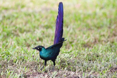 Long-tailed Glossy Starling