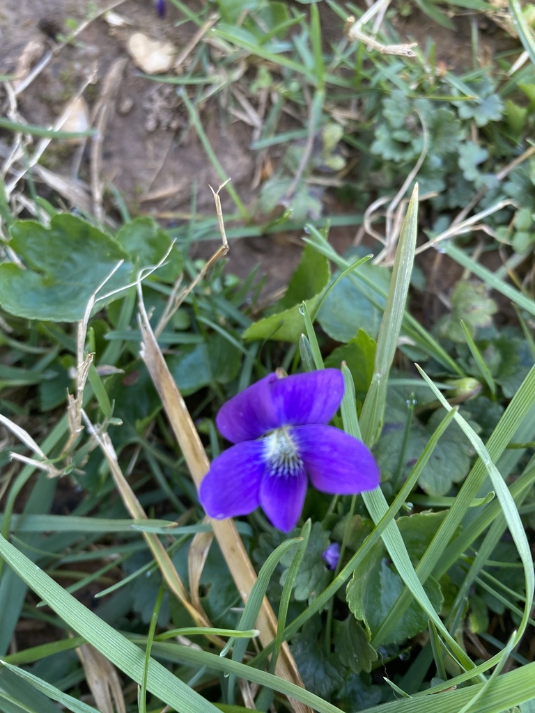 common blue violet from Grinstead Way, Bowling Green, KY, US on March