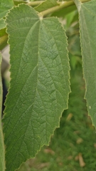 Muntingia calabura image