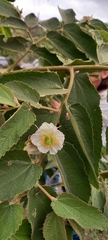 Muntingia calabura image