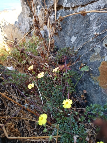 Fleshy Yellow-sorrel