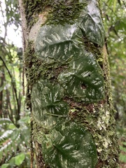 Monstera tuberculata image
