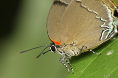 Image of Panthiades bitias