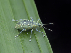 Exophthalmus jekelianus image