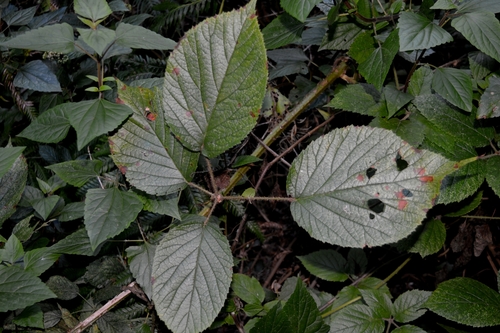 Rubus palmensis