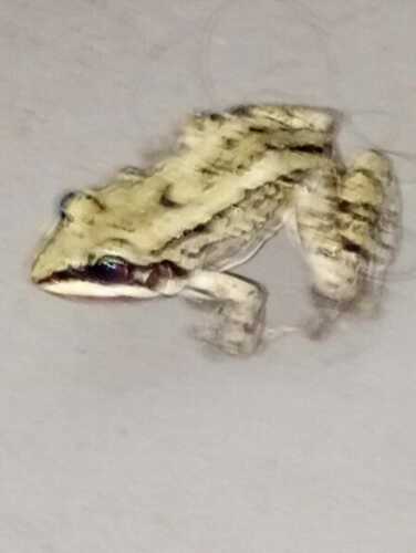 Mustached Frog