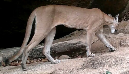 Mountain Lion