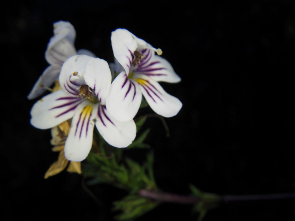 Eufrasia