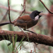 White-cheeked Laughingthrush - Photo (c) Shiou Ming Lee, all rights reserved, uploaded by Shiou Ming Lee