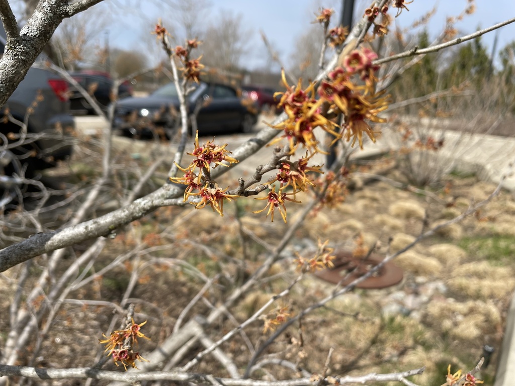 ozark witch-hazel from The Morton Arboretum, Downers Grove, IL, US on ...