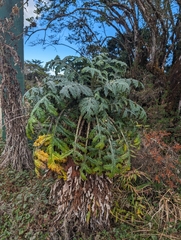 Cirsium subcoriaceum image
