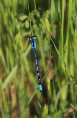 iNaturalist observation photo of Bluets