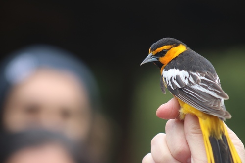 iNaturalist observation photo of Bullock's Oriole
