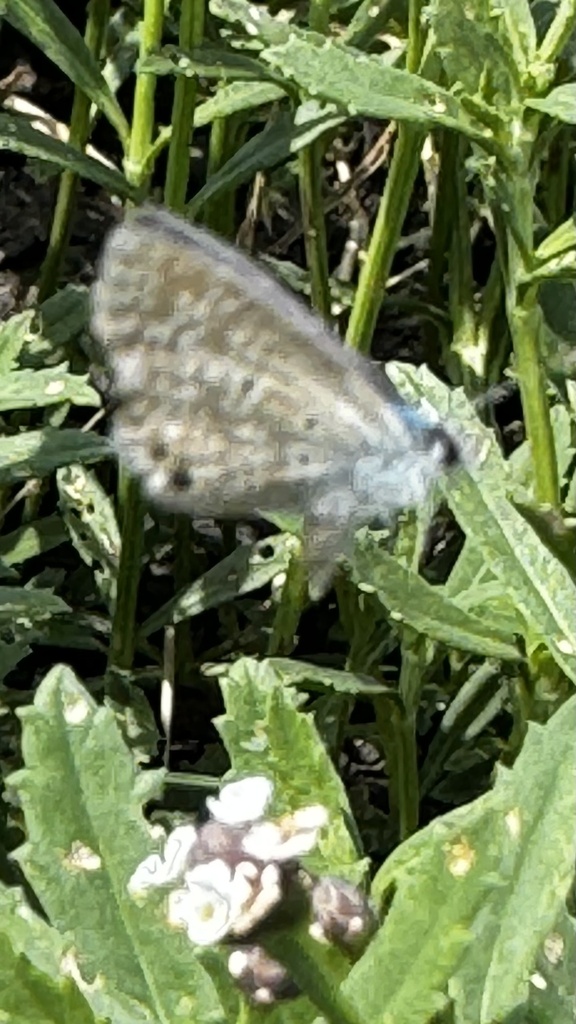 Ceraunus Blue from Delta Lake 2, Edcouch, TX, US on March 16, 2024 at ...