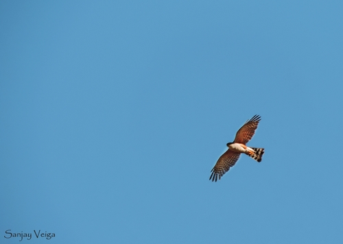 Sharp-shinned Hawk