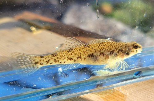 Southern Tessellated Darter