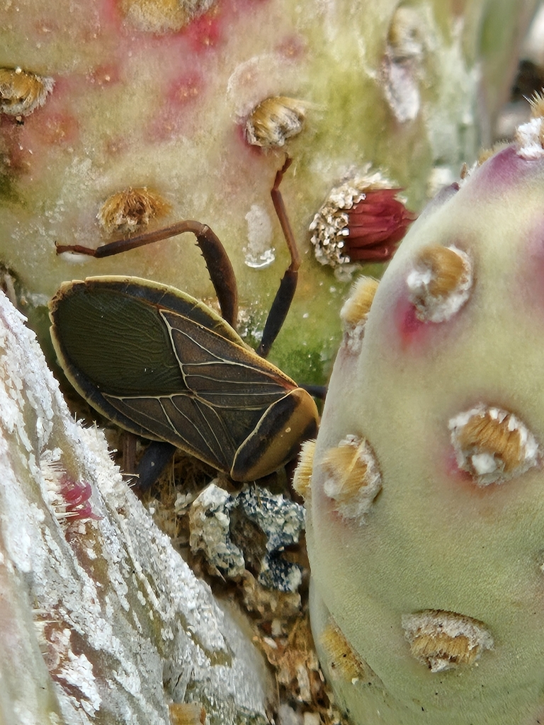 Chelinidea vittiger from Tecopa, CA 92389, USA on 2024년 03월 16일 (토) at 02:18 오후 by Kristen MR · iNaturalist Chelinidea... 