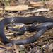 Coluber constrictor helvigularis - Photo (c) Jake Scott, todos los derechos reservados, subido por Jake Scott