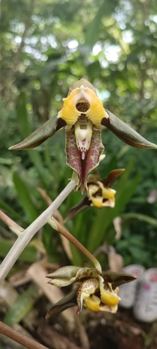 Gnome Catasetum