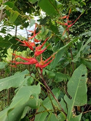 Heliconia latispatha image