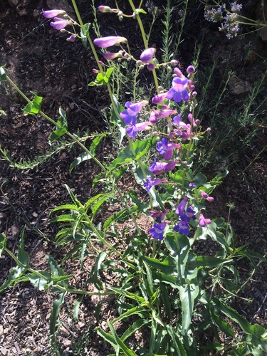 Penstemon spectabilis var. spectabilis