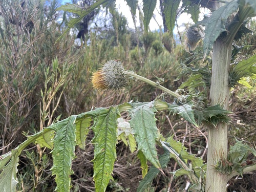 Cirsium subcoriaceum image