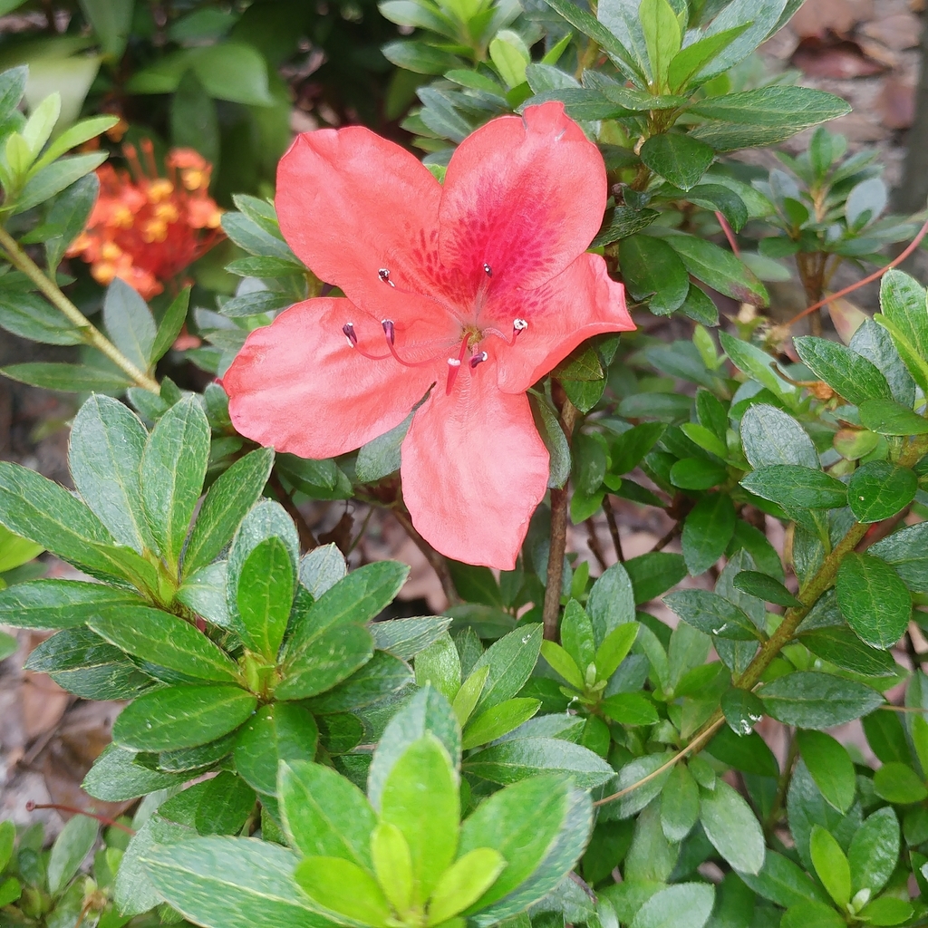 Rhododendron simsii · NaturaLista Mexico
