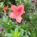 Rhododendron simsii - Photo (c) emma zetkin, todos los derechos reservados, subido por emma zetkin