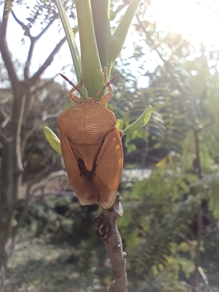 Lychee Stink Bug from Taichung, TW-TG, TW on March 16, 2024 at 03:02 PM ...