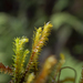 Bent Scissor-leaved Liverwort - Photo (c) Zach Pezzillo, all rights reserved, uploaded by Zach Pezzillo